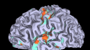 Nel cervello i neuroni che codificano le esperienze nel tempo