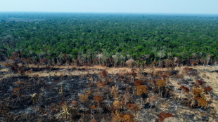 Studie: Tropischer Urwald auf einer Fläche so groß wie die Schweiz 2022 zerstört