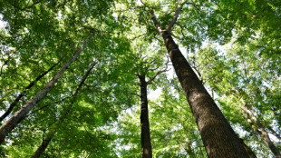 Face au changement climatique, le visage bouleversé de la forêt française