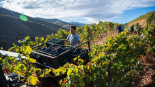 Falling sales cause sour grapes for iconic Portugal wine