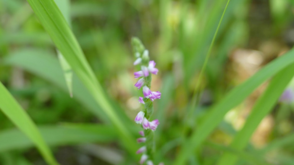 Descubren en Japón nueva especie de orquídea parecida al cristal