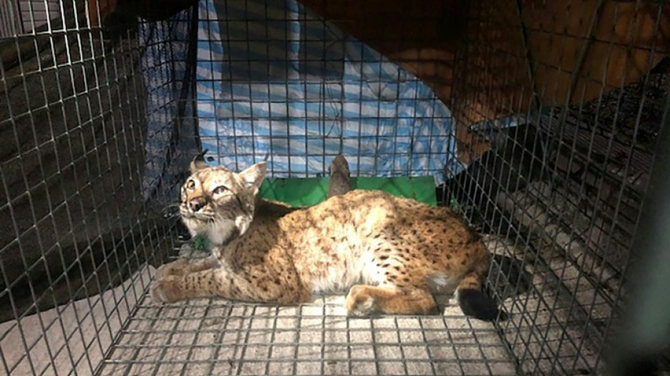 Un lynx secouru dans le Jura après une blessure par balle