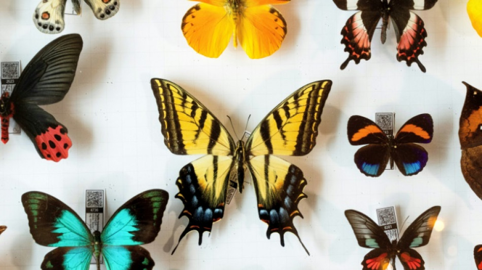 Ailing New Zealand butterfly collector gives away life's work