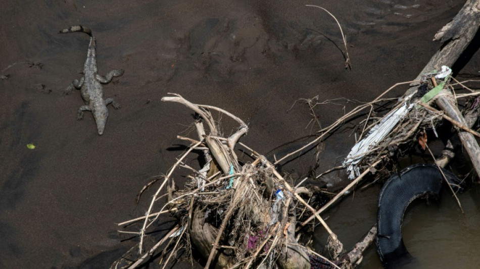 El cocodrilo resiste en “el río más contaminado” de Costa Rica