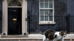 El gato Larry de Downing Street tiene un rival tras la llegada de la familia Starmer