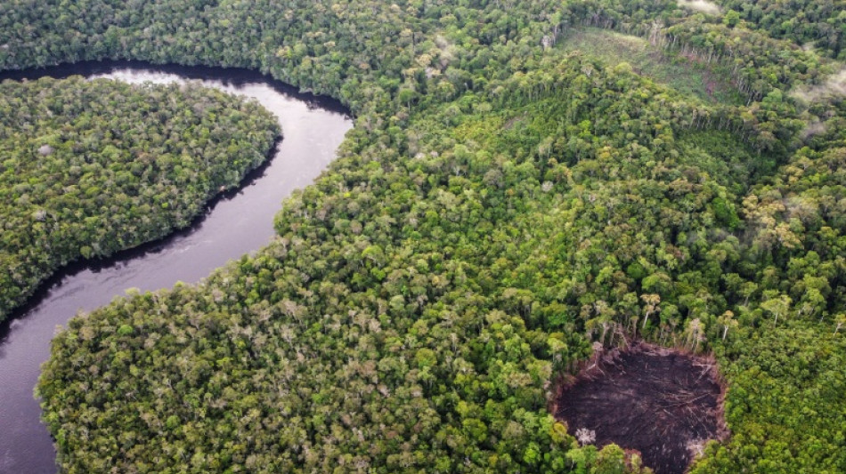 UN carbon market inches closer after COP29 agreement