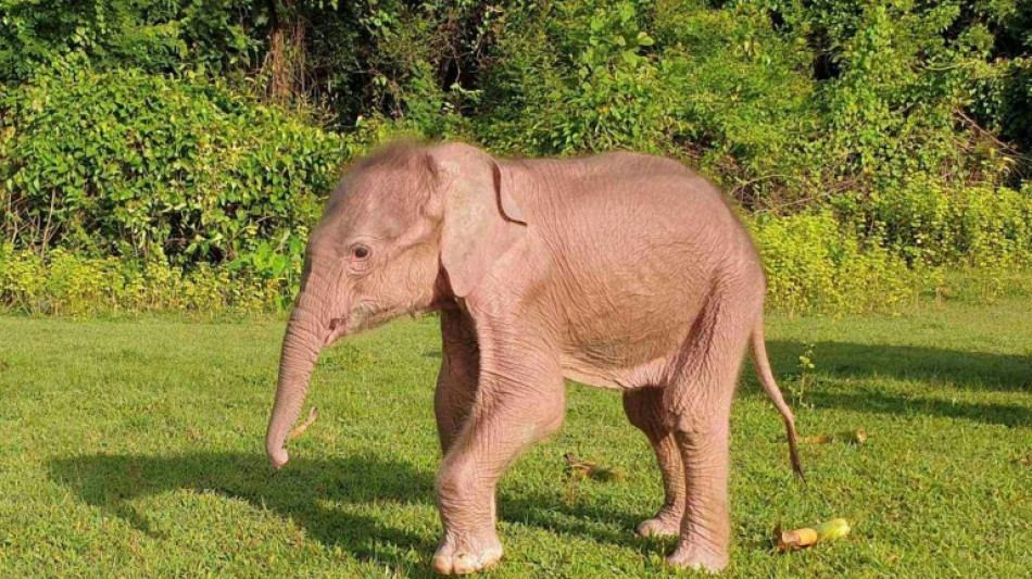 Rare white elephant born in Myanmar: state media