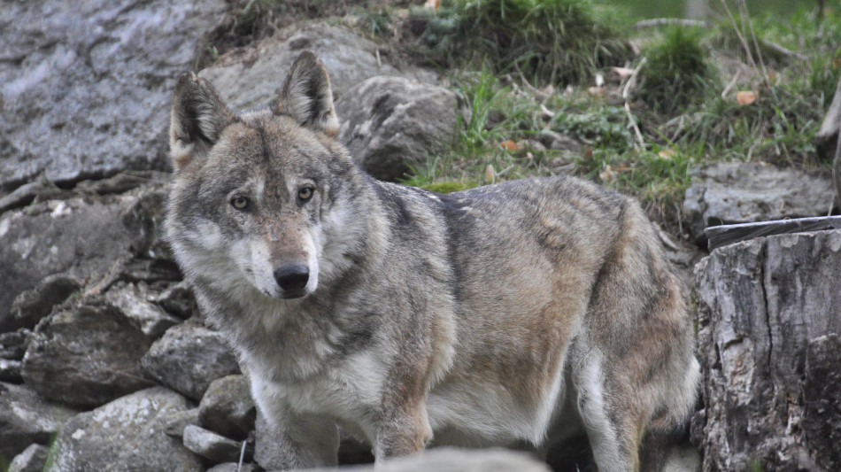 La Svezia apre la caccia al lupo, punta a dimezzarne popolazione