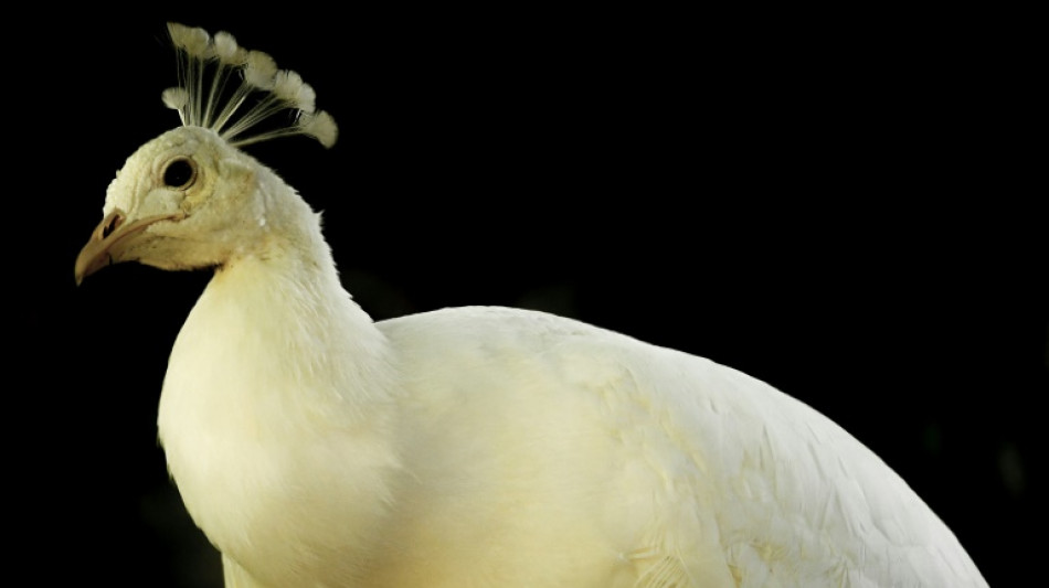 Polizei in Thüringen fahndet nach umherlaufenden Albino-Pfau