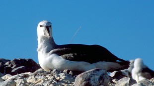 L'albatros più vecchio del mondo depone un uovo alle Hawaii