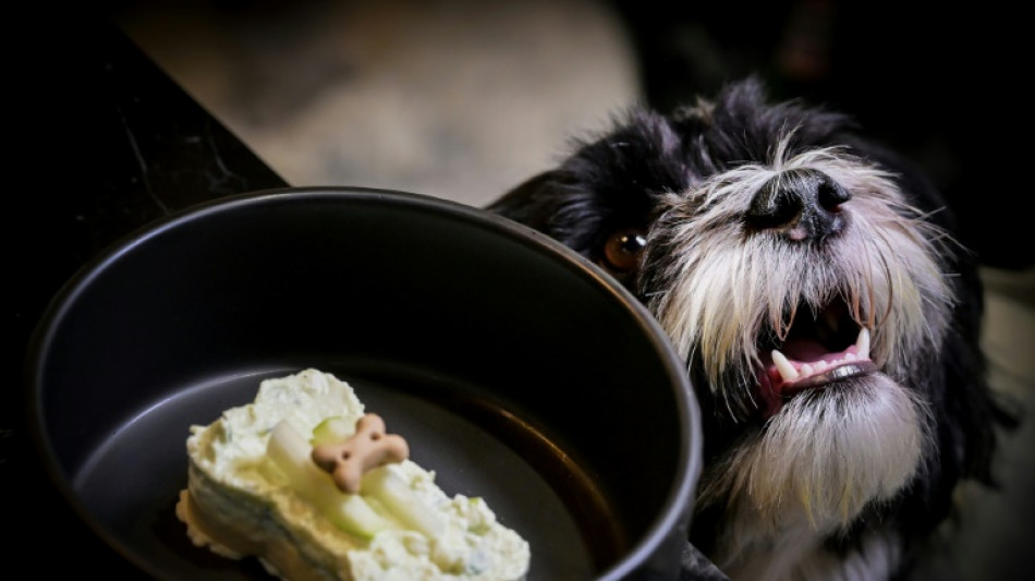 Meals to woof down at Italy's first dog restaurant