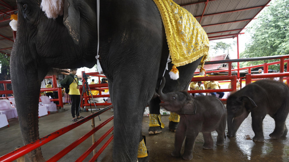 Troppi elefanti in Thailandia, arriva la 'pillola'