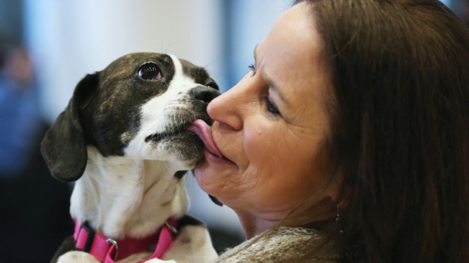 Les chiens pleurent lorsqu'ils retrouvent leur maître, montre une étude