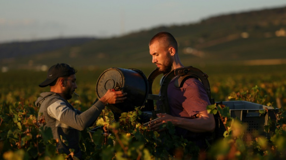 Vin: la Bourgogne espère des vendanges généreuses pour juguler l'inflation