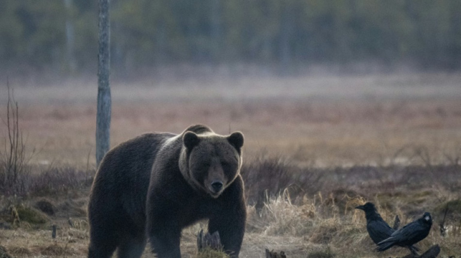 Braunbär im Oberallgäu unterwegs