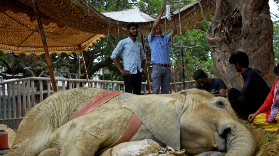 Elefanta de zoológico de Pakistán podría ser eutanasiada