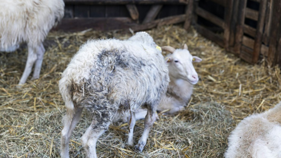 Fièvre catarrhale: les éleveurs de moutons allemands se sentent abandonnés