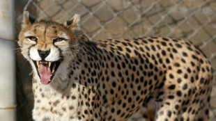 Rare birth of Asiatic cheetah cubs in Iran