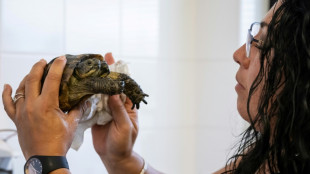 Des fleurs pour l'anniversaire de Janus la plus vieille tortue à deux têtes