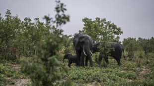 Simbabwe will wegen Dürre und Lebensmittelknappheit 200 Elefanten töten