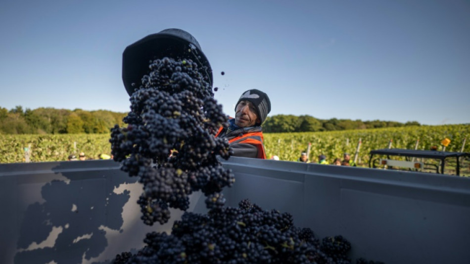 El vino británico gana cuerpo con el avance del cambio climático