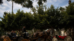 Los paseos turísticos en carroza por la ciudad andaluza de Málaga tienen los días contados