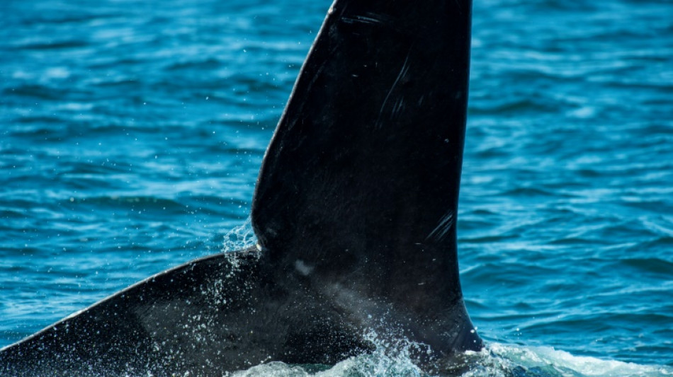 Speeding boats risk killing off North Atlantic right whales: study