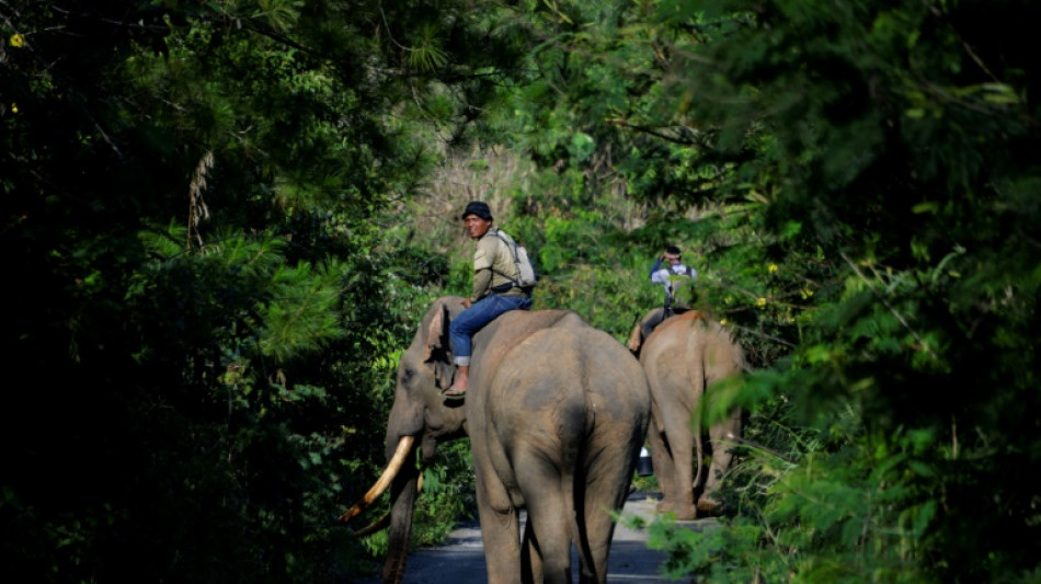 Critically endangered elephant, unborn baby suspected poisoned in Indonesia