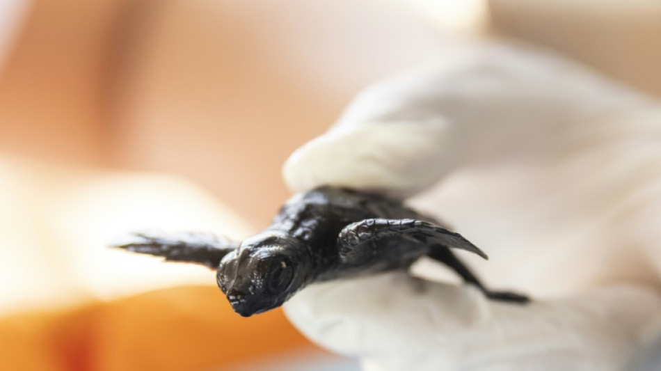 Moonlit scramble across the sand for Turkey's booming baby turtle population