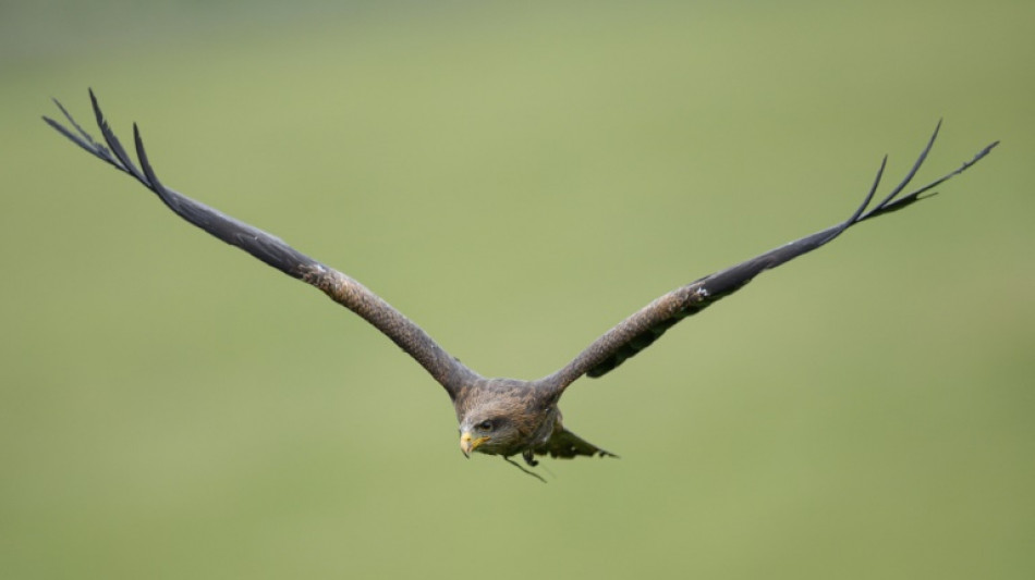 Las rapaces europeas, envenenadas por el plomo de los perdigones (estudio)