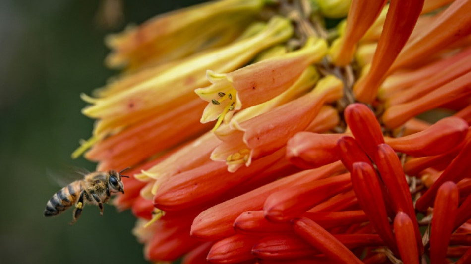 Pesticides causing widespread harm to animals and plants: study 