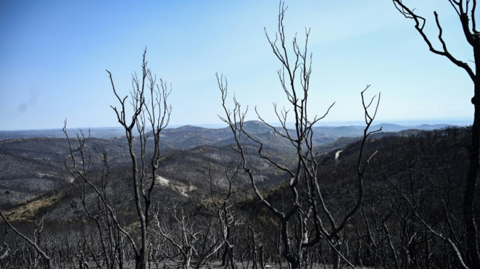 Desolation in Greece's Dadia park after Europe's biggest fire