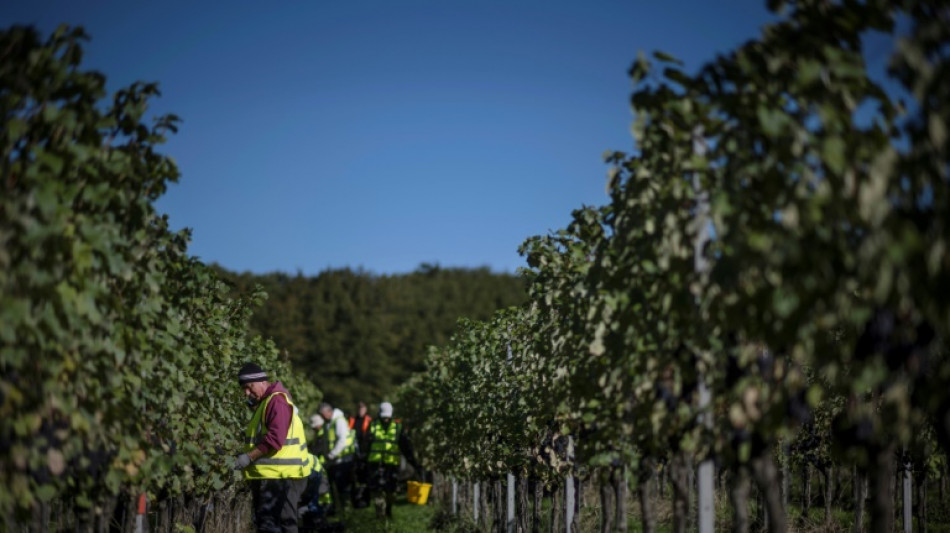 Le vin britannique se bonifie avec le réchauffement