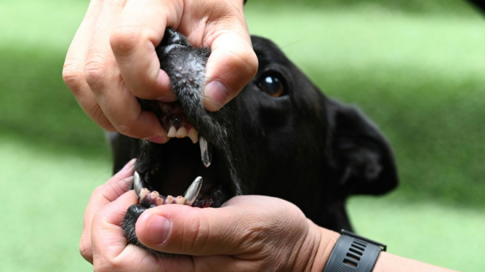 Jugendlicher auf Sportplatz in Thüringen von Hund attackiert und schwer verletzt