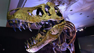 Les dents acérées des T-Rex étaient recouvertes par des lèvres, selon une étude