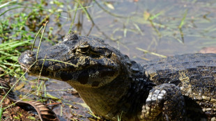 Uno de cada cinco reptiles está amenazado de extinción, según estudio