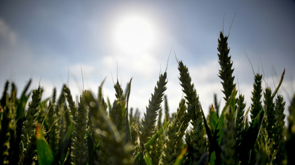 Sécheresse : le dilemme des agriculteurs du Val de Loire