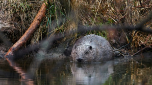 Many animal 'geomorphs' under threat, study warns