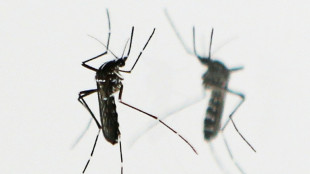 Paris fumigates for tiger mosquitoes as pest spreads in Europe