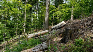 Dans les Carpates, protéger les forêts, traquer les pilleurs