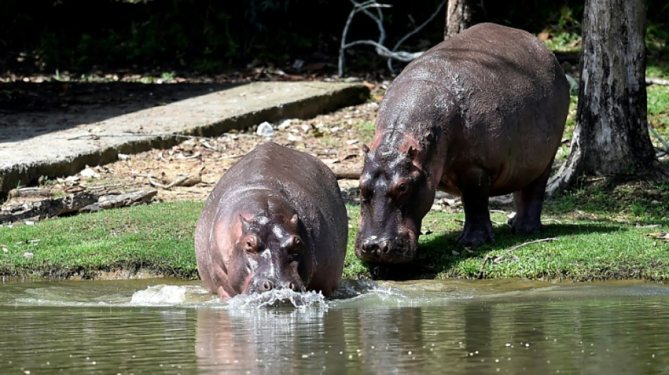 Removing Colombian druglord's hippos to cost $3.5 mn