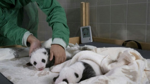 Wenige Wochen alte Pandazwillinge ab Mitte Oktober in Berliner Zoo zu sehen