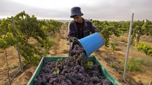 Vinicultores en el desierto de Néguev muestran el camino a seguir en el calor de Israel