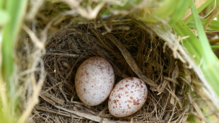 Green eggs and scam: Cuckoo finch's long con may be up