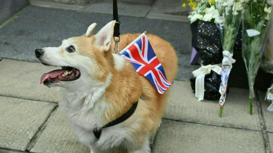 Tras la muerte de Isabel II el precio de los perros corgis toca récords