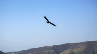 Chypre inflige les premières amendes pour empoisonnement d'oiseaux sauvages