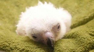 Philippine Eagle hatchling dies in conservation setback