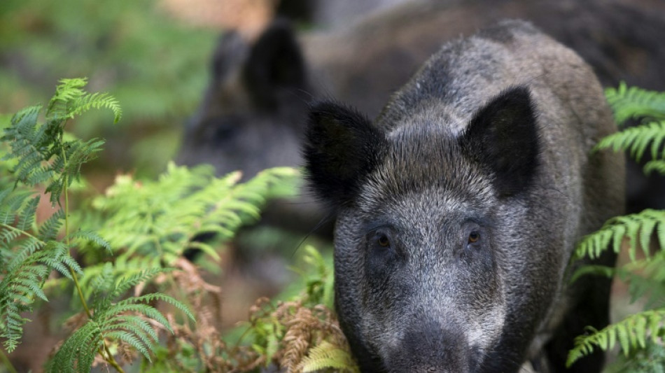 77-Jähriger an Tankstelle in Stuttgart von Wildschwein erheblich verletzt 