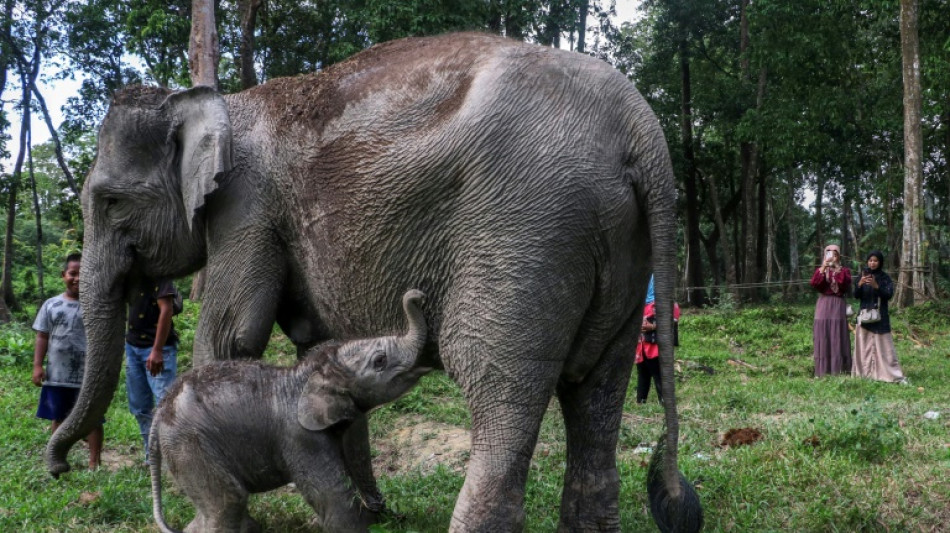 Indonésie: rare naissance d'un éléphant de Sumatra, en danger critique d'extinction