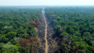 La deforestación de la Amazonía brasileña cae un 61% en el primer mes de Lula